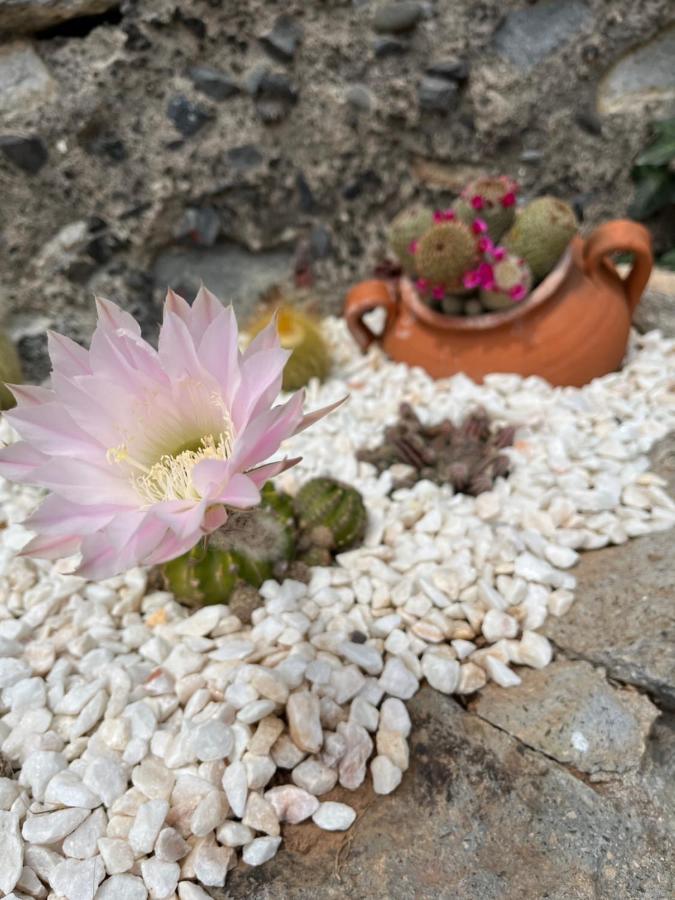Tropical House Villa Ribeira Brava Bagian luar foto