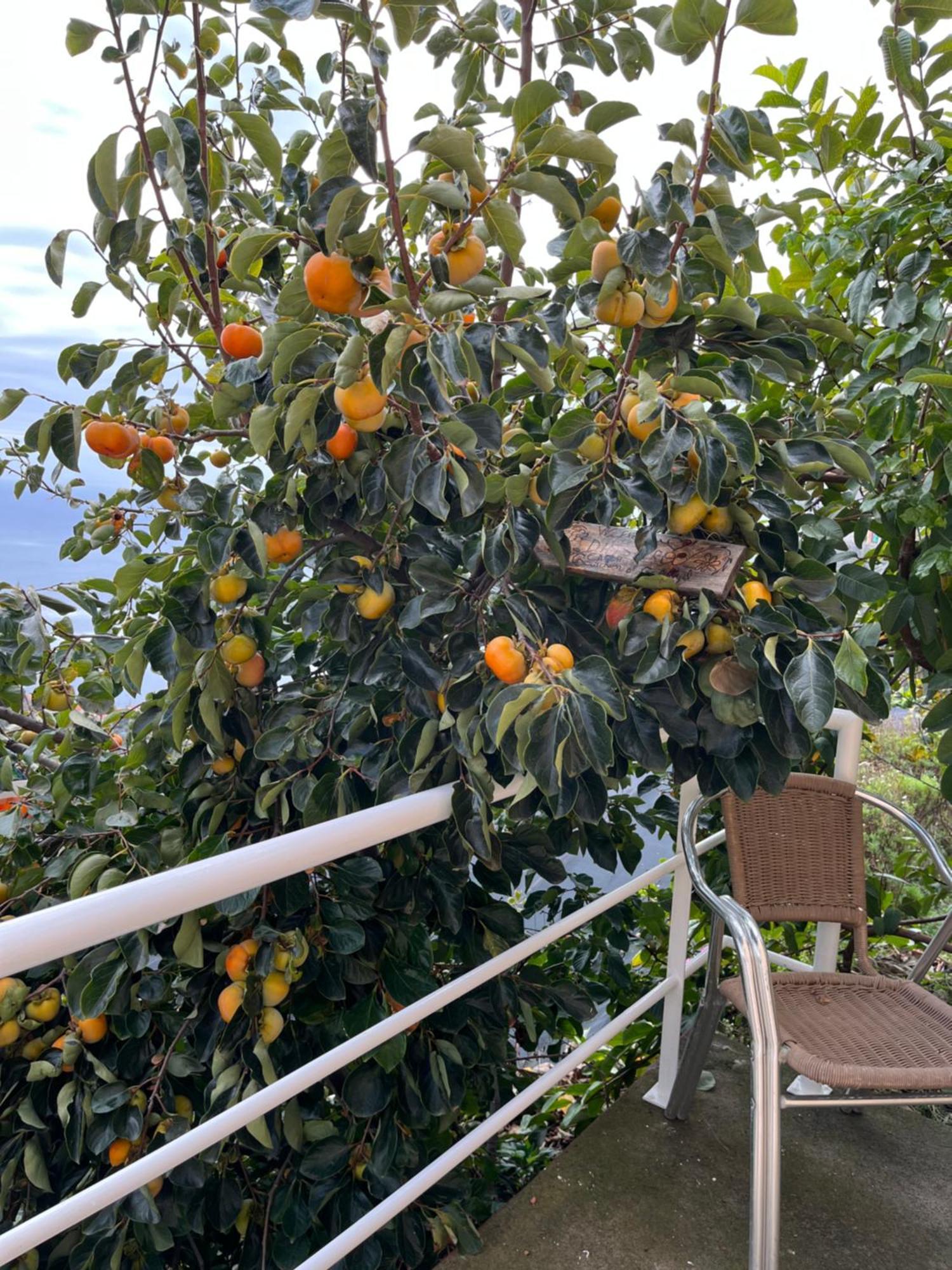 Tropical House Villa Ribeira Brava Bagian luar foto