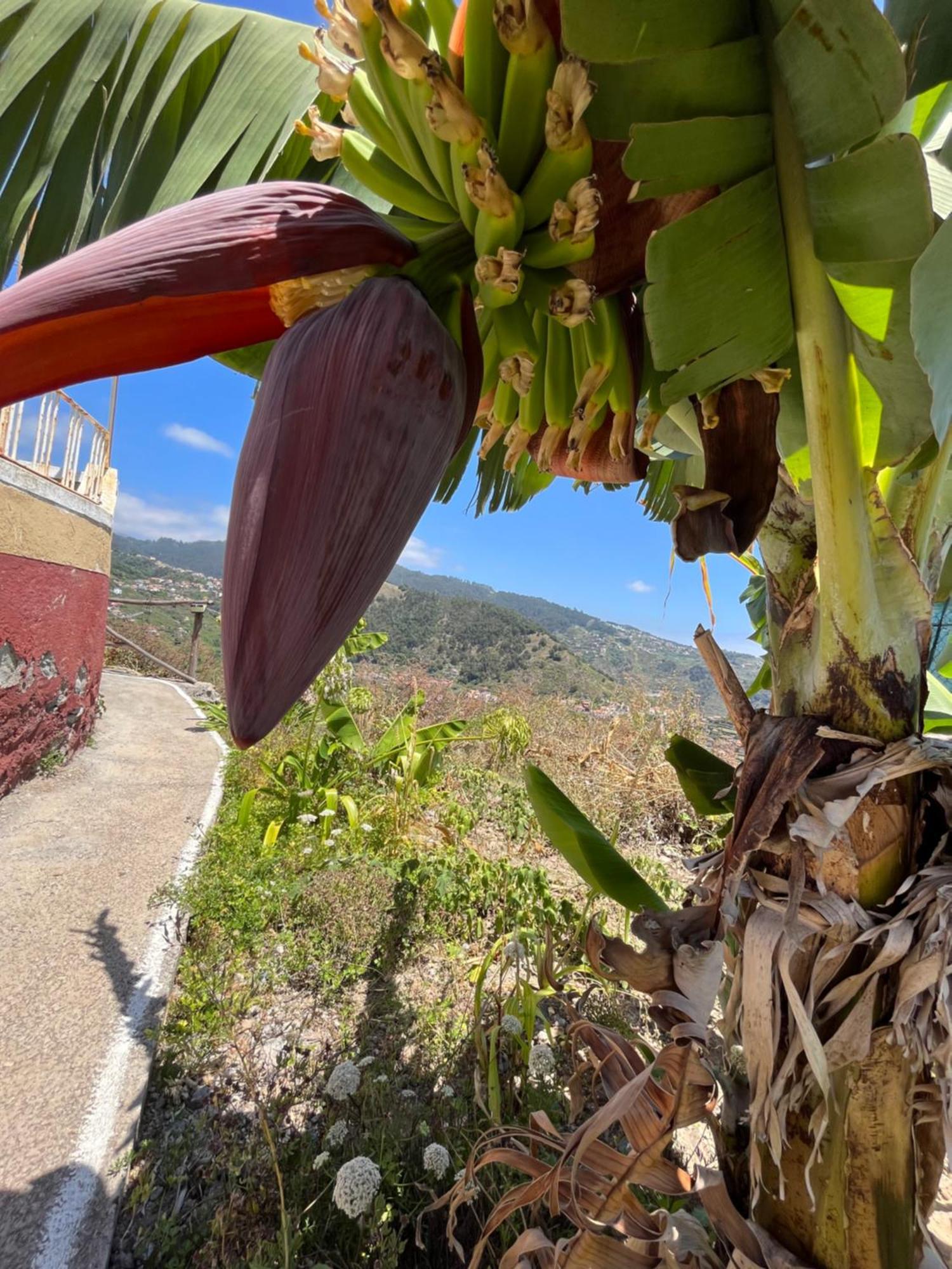 Tropical House Villa Ribeira Brava Bagian luar foto